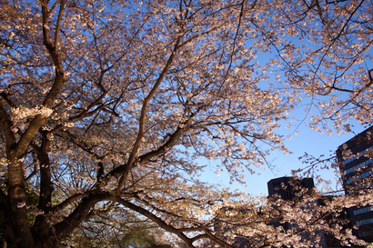 舞鶴公園入り口の桜