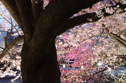 舞鶴公園入り口の桜