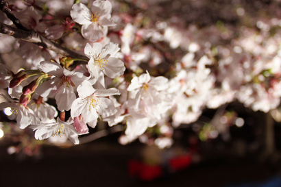 福岡城跡付近の夜桜