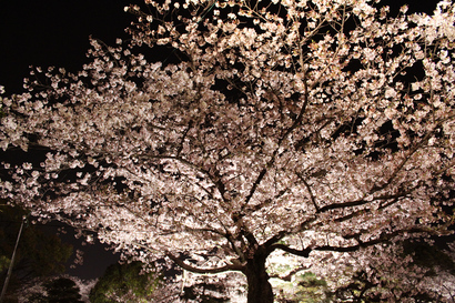 福岡城跡付近の夜桜