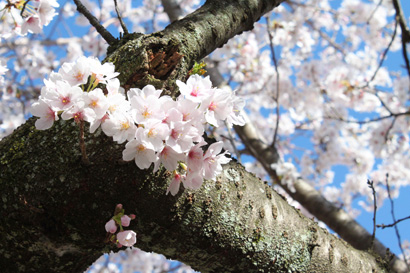 桜の写真3