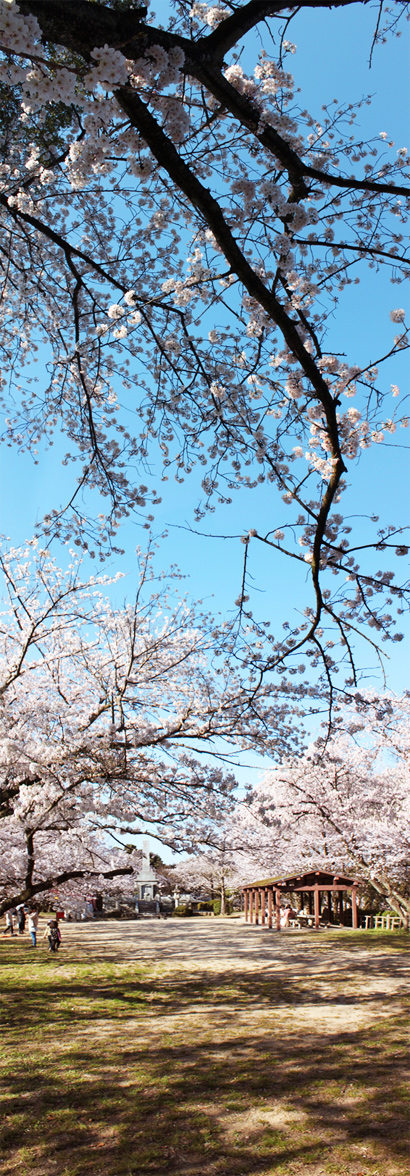 桜の写真5